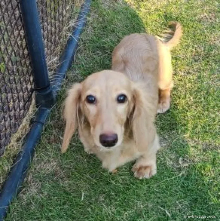 ID:2306-04938の子犬