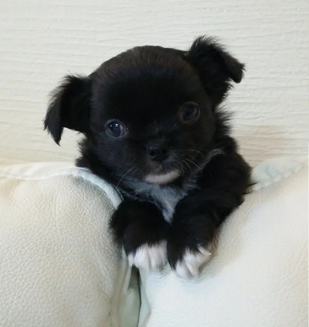 ID:1606-00491の子犬