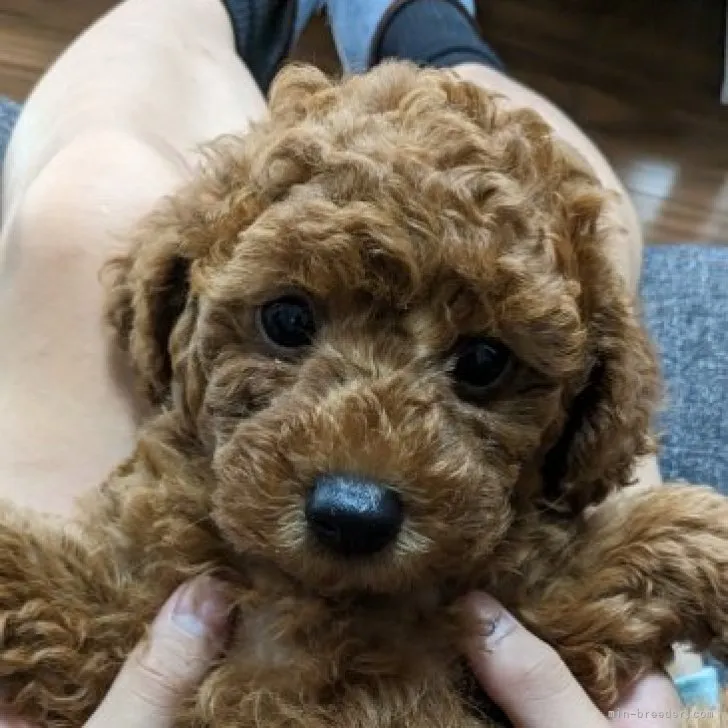 カオリ 様のお迎えした子犬