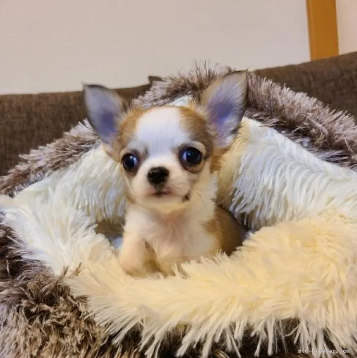 ID:2212-00461の子犬