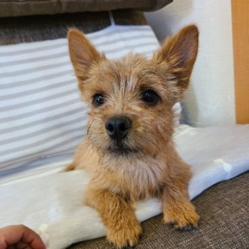 ノーリッチテリア【東京都・男の子・2022年8月27日・レッド】の写真「父犬チャンピオン、母犬安心の遺伝病検査済」