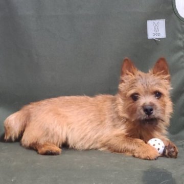 ノーリッチテリア【東京都・男の子・2022年8月27日・レッド】の写真「父チャンピオン、母犬安心の遺伝病検査済、しつけ安心」