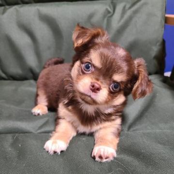 チワワ(ロング)【東京都・男の子・2022年6月27日・チョコタン】の写真「無駄吠えなし、基礎しつけ済、性格よし、お留守番上手」