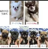 チワワ(スムース)【東京都・男の子・2024年6月11日・フォーン】の写真4「兄弟たちも近日募集します。」