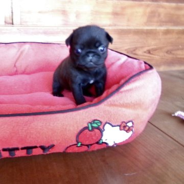 パグ【熊本県・女の子・2025年11月3日・ブラック】の写真「年末年始もご見学どうぞ　両親共遺伝子検査クリア」