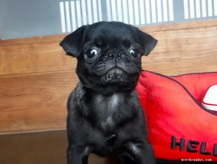 ID:1906-02984の子犬