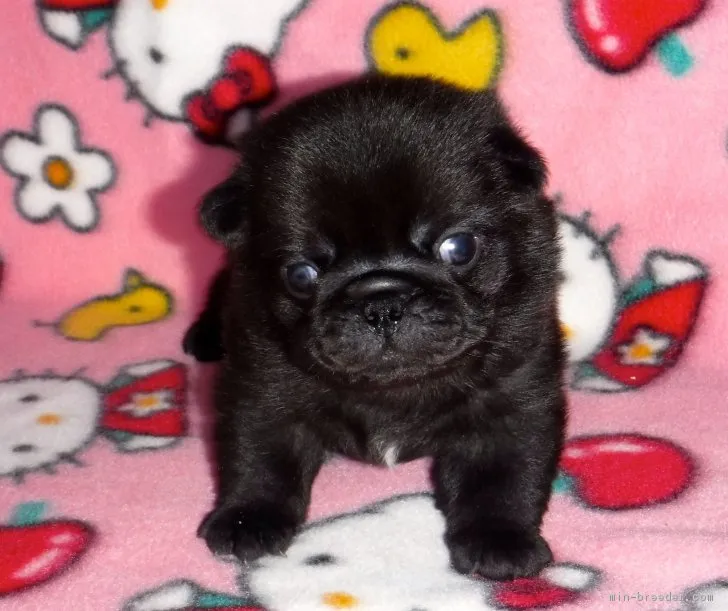 ID:1803-00294の子犬