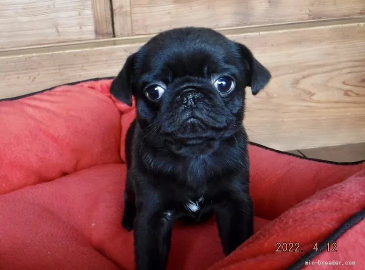 カニさん 様のお迎えした子犬