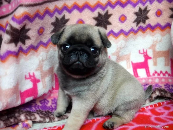 M.W 様のお迎えした子犬