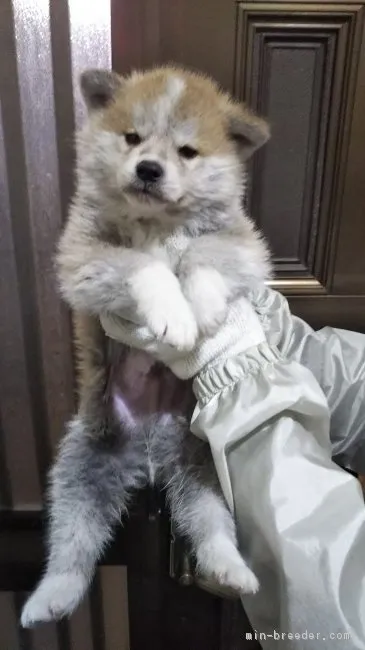 ID：1902-00664の子犬