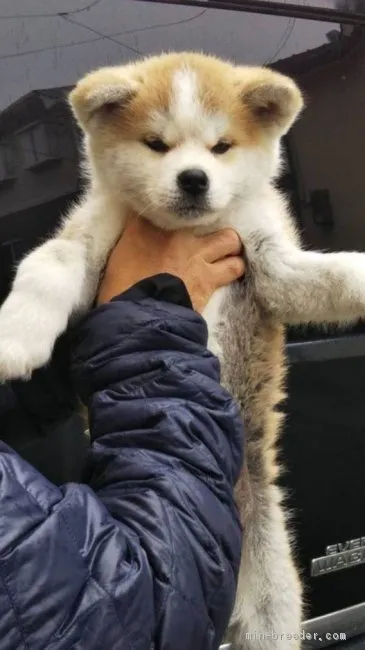 ID:2004-01450の子犬