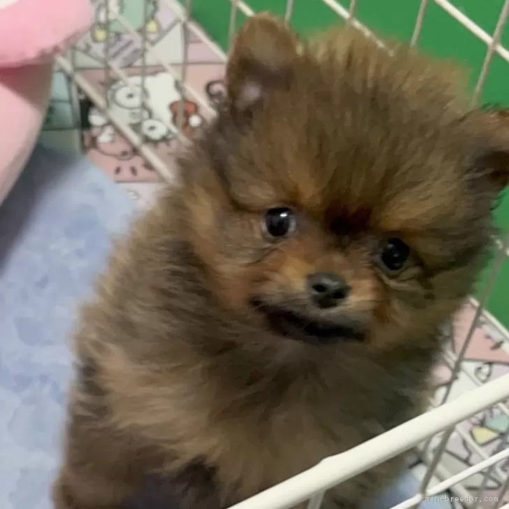 ID:2503-05586の子犬