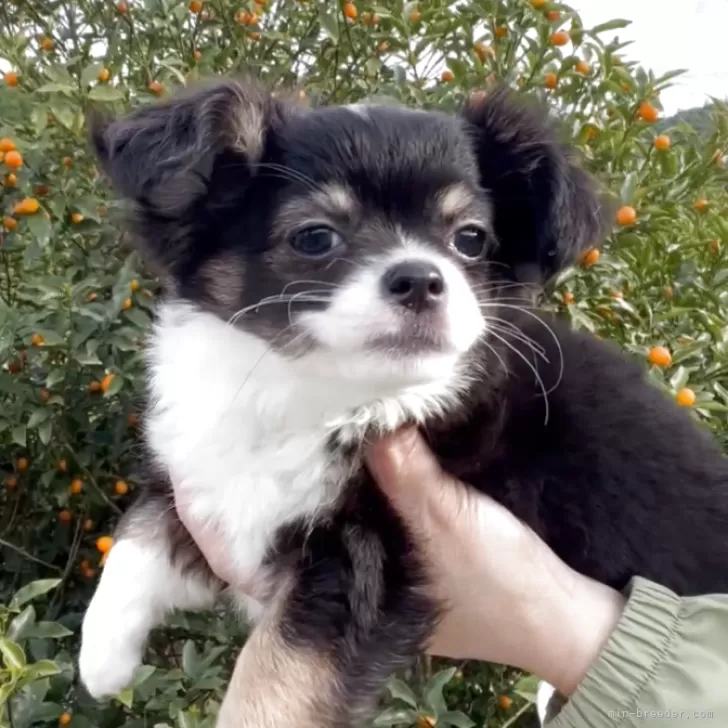 N.Y 様のお迎えした子犬