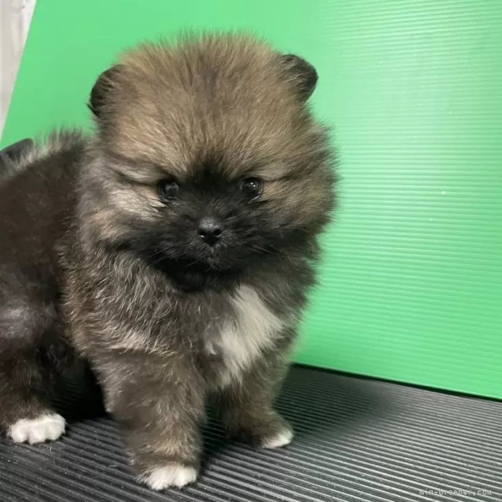 ID:2412-03417の子犬