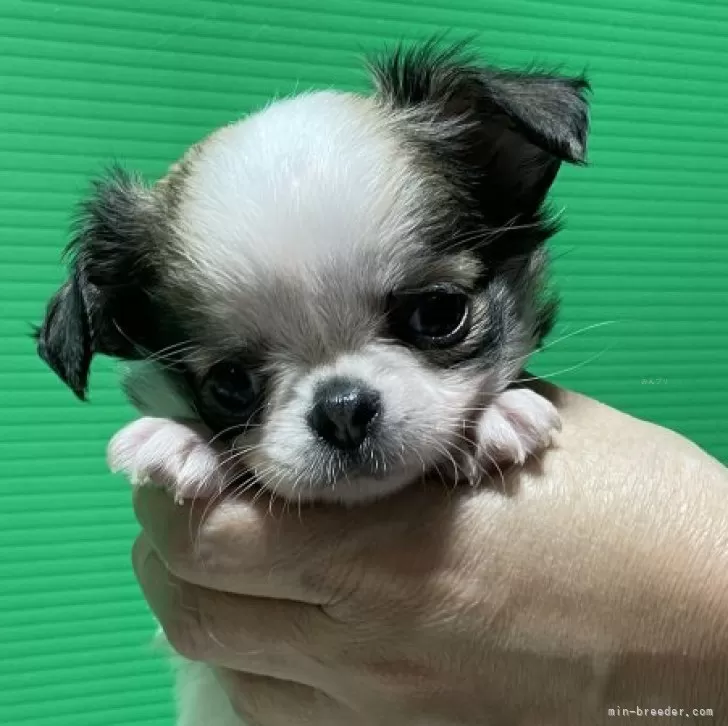 ID:2412-05247の子犬