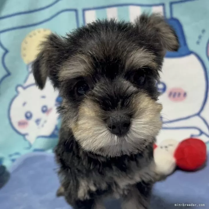 ID:2502-05471の子犬