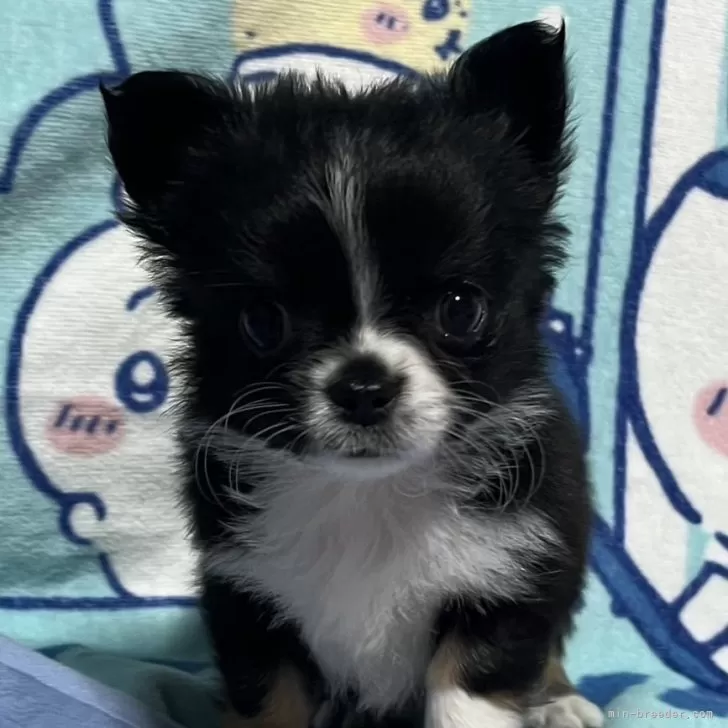 ID:2502-05476の子犬