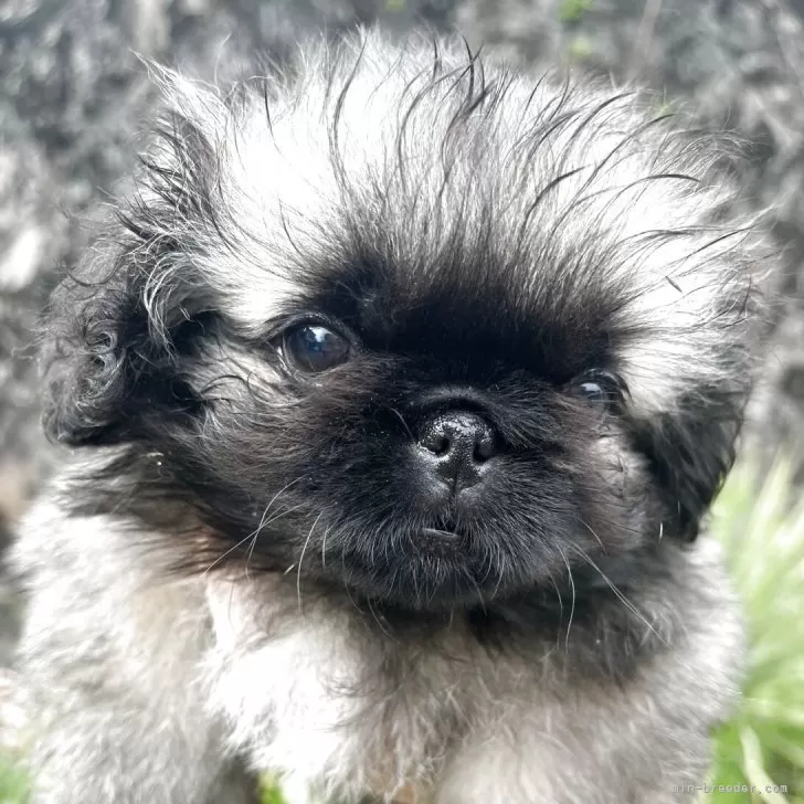 ID：2503-07598の子犬