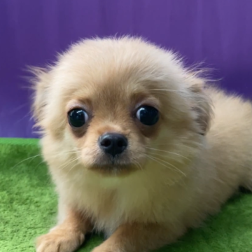 チワワ(ロング)【神奈川県・女の子・2025年6月19日・レッド】の写真「毛色の綺麗な女の子
おっとり酸」