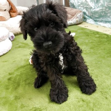 ミニチュアシュナウザー【神奈川県・男の子・2025年8月28日・ブラック】の写真「真っ黒の毛
真っ黒な瞳！」