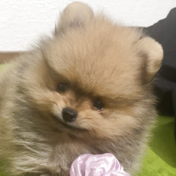 ポメラニアン【神奈川県・男の子・2025年9月10日・ウルフセーブル】の写真「一人っ子なので甘えん坊
童顔でひんのあるお顔」