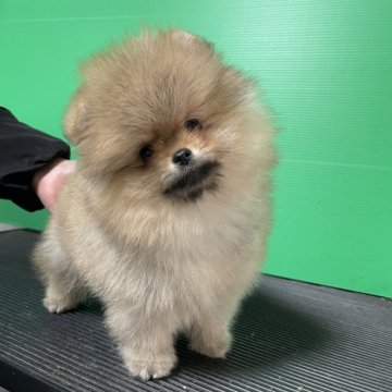 ポメラニアン【神奈川県・女の子・2024年10月22日・オレンジ】の写真「モフモフ犬」