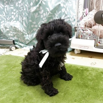 ミニチュアシュナウザー【神奈川県・男の子・2025年8月28日・ブラック】の写真「人懐っこい子」