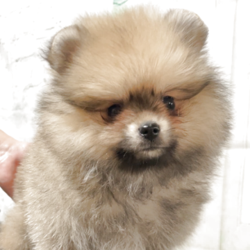ポメラニアン【神奈川県・女の子・2025年3月17日・ウルフセーブル】の写真「フワフワ犬」