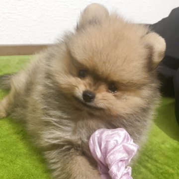 ポメラニアン【神奈川県・男の子・2025年9月10日・ウルフセーブル】の写真「一人っ子なので甘えん坊
童顔でひんのあるお顔」