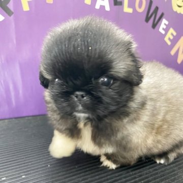 ペキニーズ【神奈川県・男の子・2025年9月15日・フォーン】の写真「おっとりな性格
可愛いベビーフェイス」