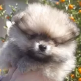 ポメラニアン