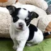 チワワ(スムース)