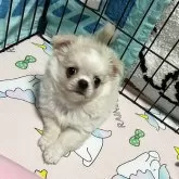 チワワ(ロング)