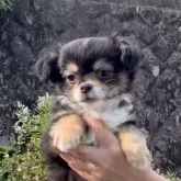 チワワ(ロング)