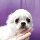 チワワ(ロング)