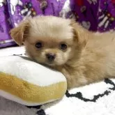 チワワ(ロング)