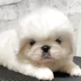 ペキニーズ