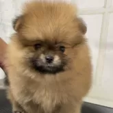 ポメラニアン