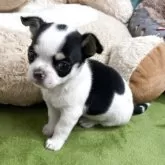 チワワ(スムース)【神奈川県・男の子・2025年10月2日・ホワイトブラックタン】の写真2