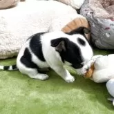 チワワ(スムース)【神奈川県・男の子・2025年10月2日・ホワイトブラックタン】の写真4