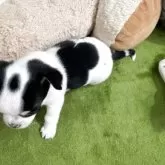 チワワ(スムース)【神奈川県・男の子・2025年10月2日・ホワイトブラックタン】の写真5