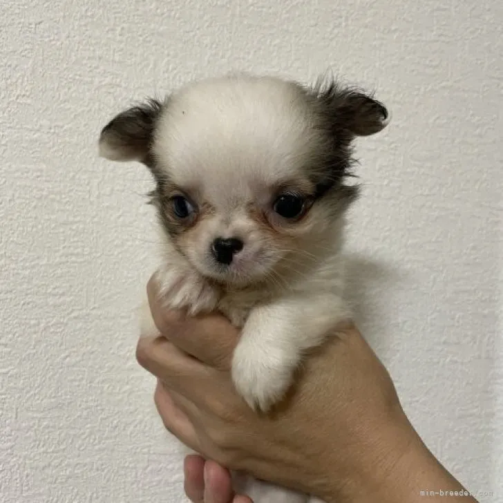 ID:2307-03375の子犬