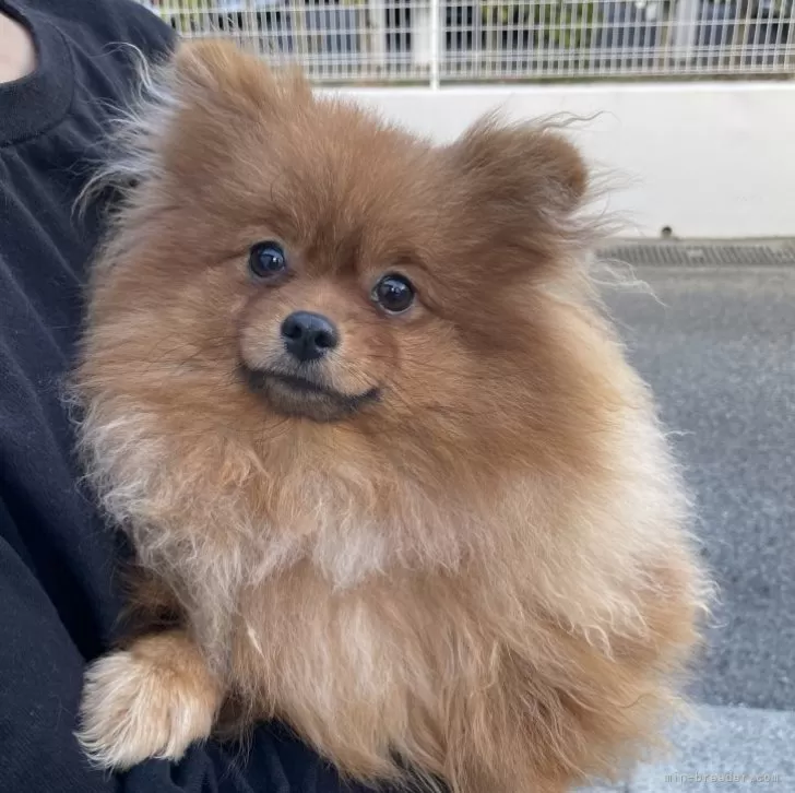 ID:2307-03020の子犬