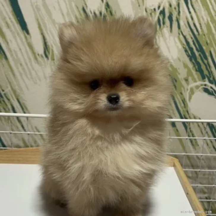 ID:2311-00643の子犬