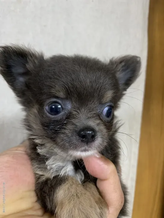 ID:2005-03253の子犬