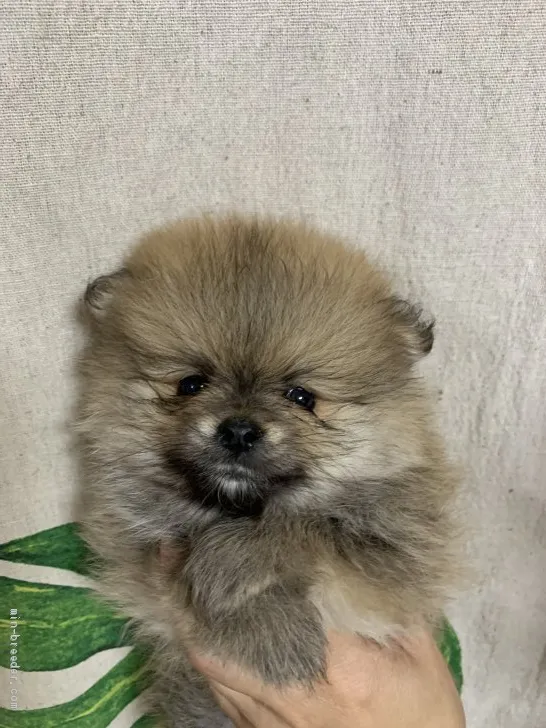 ID:2103-02042の子犬