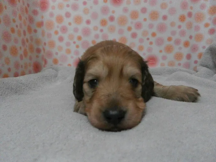 ID：1304-00164の子犬