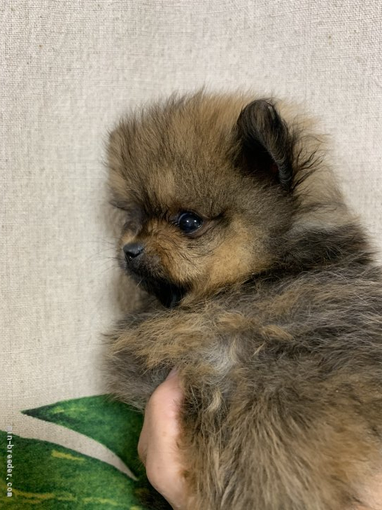 ポメラニアン 神奈川県 女の子 年10月8日 オレンジ タヌキ顔でペッタンコ みんなのブリーダー 子犬id 11 ポメラニアン 神奈川県 女の子 年10月8日 オレンジ タヌキ顔でペッタンコ みんなのブリーダー 子犬id 11