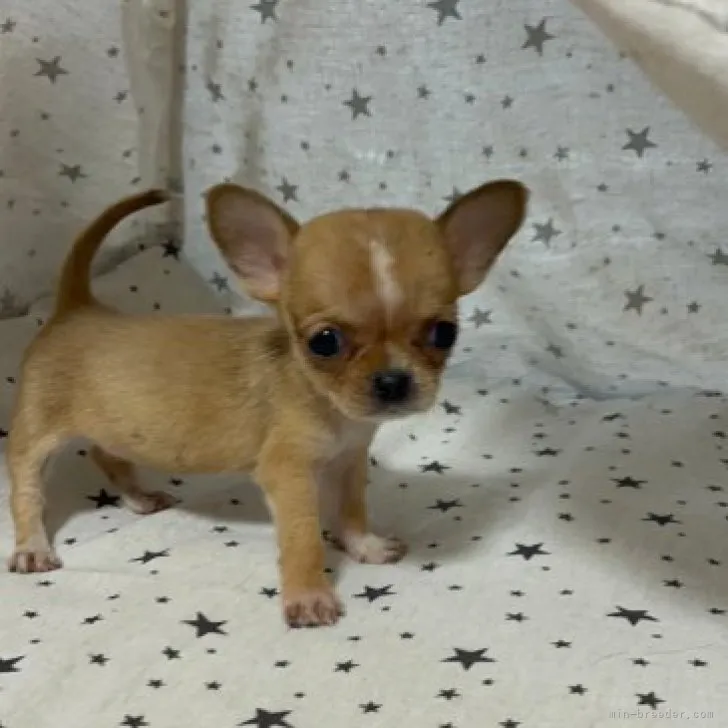 ID:2302-00554の子犬