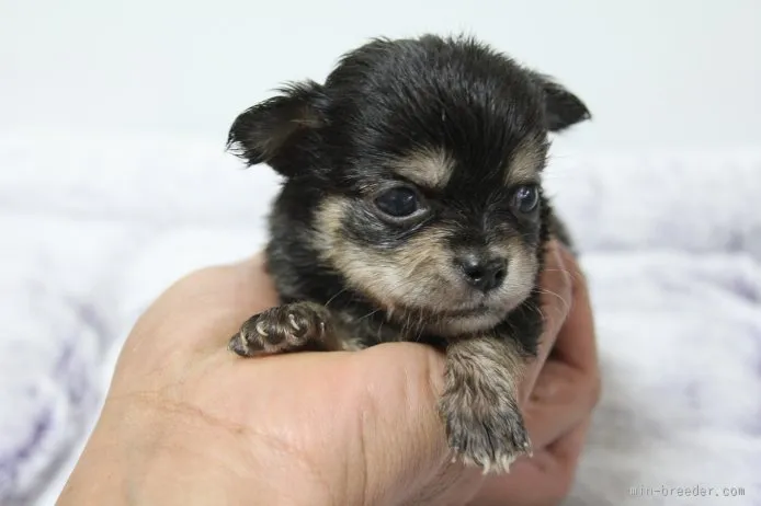 ID:1509-01442の子犬